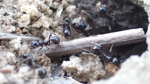 Ants are clearing a passage in the anthill Stock Footage 157857877