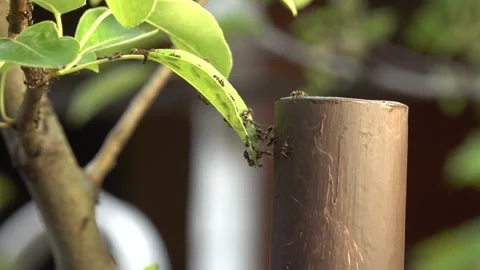 Ants are climbing on a leaf Vídeos de archivo 335223677