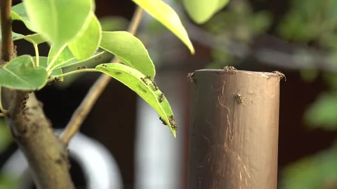 Ants are climbing on a leaf 库存影片 335223705