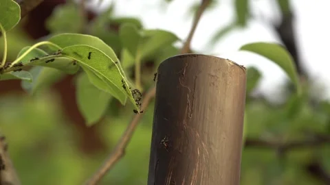 Ants are climbing on a leaf Vídeo Stock 335223707