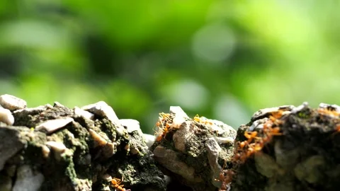 Ants are climbing on the wall, out door Chiangmai Thailand. Stock Footage 201144986