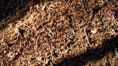 Ants are crawling on an anthill. A group of insects. Wildlife. Video stock 276878067