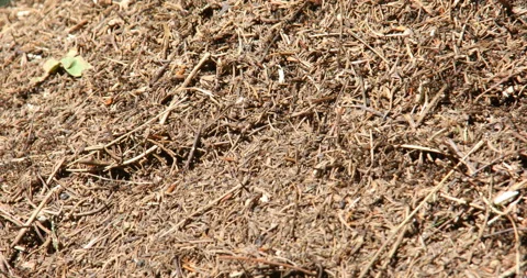 Ants are crawling Stock Footage 162122428