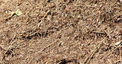 Ants are crawling Stock Footage 162122643