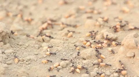 Ants are dragging wheat grain Stock-Footage 44241315