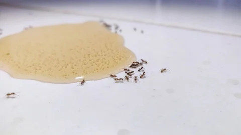 Ants are drinking spilled lemonade on kitchen tile floor Stock Footage 116100480