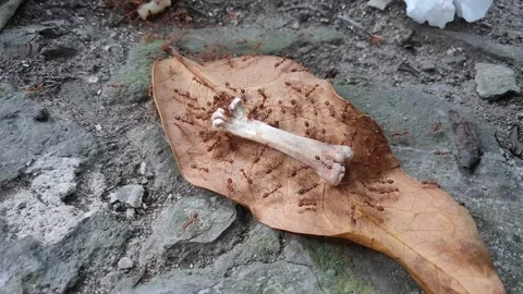 Ants are eating the bones on the dry leaves Stock Footage 156744767