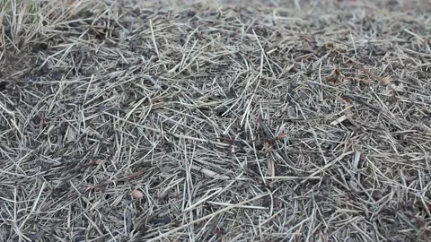 Ants are excited in the anthill Stock Footage 217026581