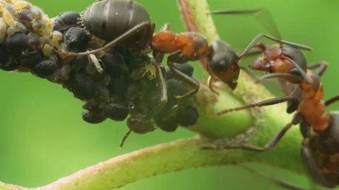 Ants are fighting for a herd of aphids Stock Footage 89931158