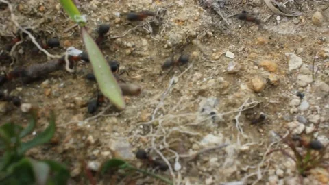 Ants are hard workers 스톡 동영상 238760786