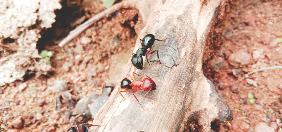 The ants are hovering over a piece of wood Stock Photos