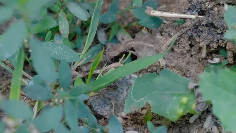 Ants are laying eggs in the anthill. Видео 115691874