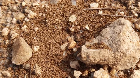 Ants are making their home. Stock Footage 200828247