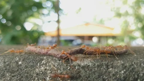 Ants are moving earthworm, 스톡 동영상 95989089