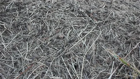 Ants are moving fast in the anthill Stock Footage 217026584