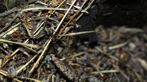 Ants are moving in their anthill. Stock Footage 318590889