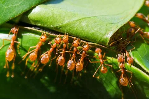The ants are nesting help Stock Photos