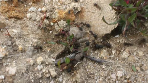 Ants are organized and work hard Stock Footage 238760793