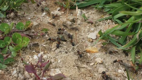 Ants are organized and work very hard Stock Footage 238760802