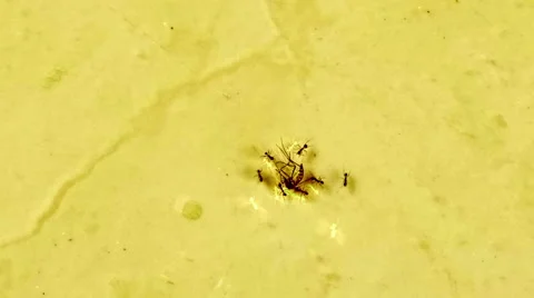 The ants are pulling a dead mosquito Stock Footage 40431465
