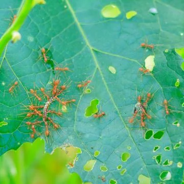 Ants are pulling worms to the nest. Stock Photos