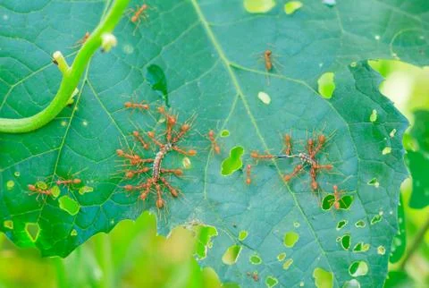 Ants are pulling worms to the nest. Stock Photos