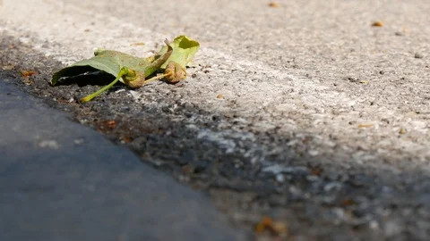 Ants are queuing on the asphalt among the autumn leaf Stock Footage 116997129