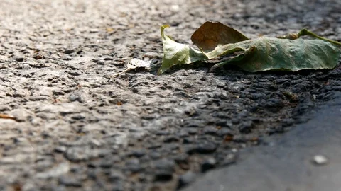Ants are queuing on the asphalt among the autumn leaf Stock Footage 116997165