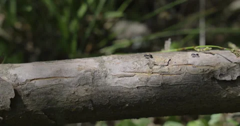 Ants are roaming the tree, 4K Stock Footage 244387045