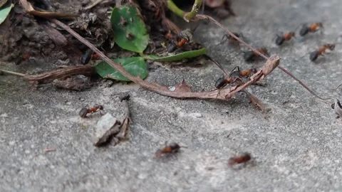 Ants are running along the path Stock-Footage 314075156