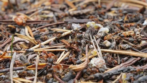 Ants are running around about their business in anthill in a pine forest. Stock Footage 285380699