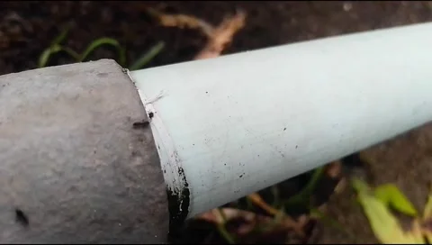 Ants are running around looking for food. Stock Footage 309945248