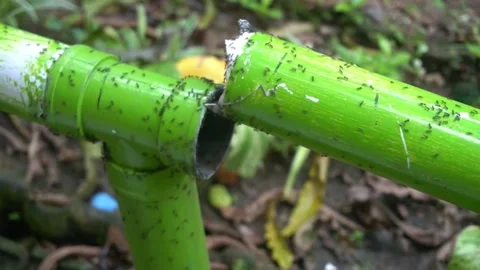 The ants are scared Stock Footage 238079795