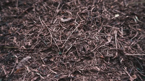 Ants are swarming on a forest ground. Vídeo Stock 114329082