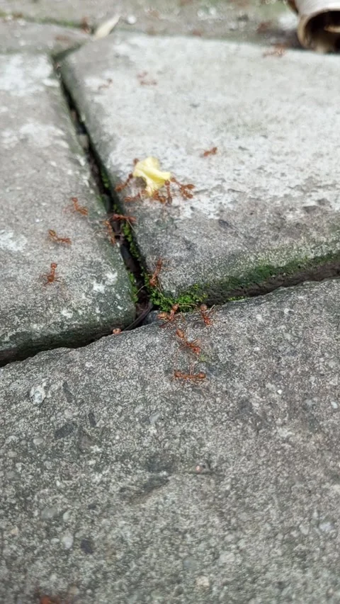 Ants are a symbol of teamwork Video stock 309426549