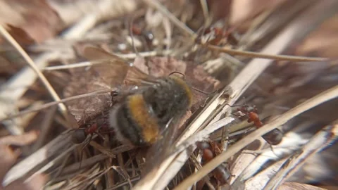 Ants are trying to move a bumblebee. Video Stock Footage 213338759