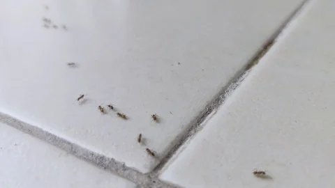 Ants are walking in a line on kitchen tile floor. Stock Footage 116101867