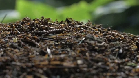 Ants are Working in the Anthill Stock Footage 79142713
