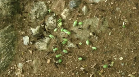 Ants are working. Vídeos de archivo 50022713