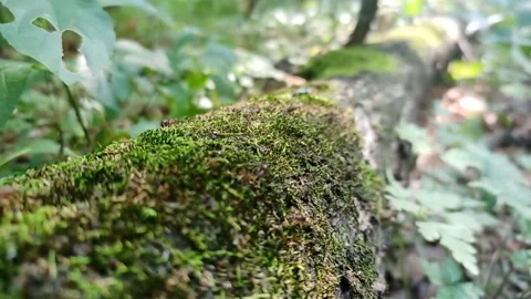 Ants are working 動画素材 160619765