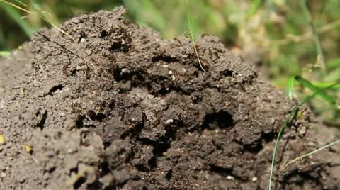 Ants army 스톡 동영상 18754138