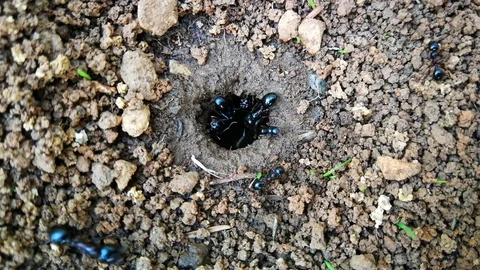 Ants around hole Stock Footage 96271880