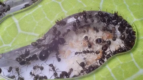 Ants in an artificial anthill. Stock Footage 141523175