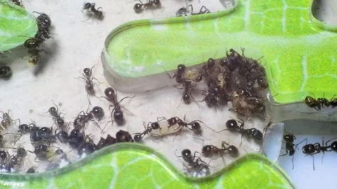 Ants in an artificial anthill. Stock Footage 141523191