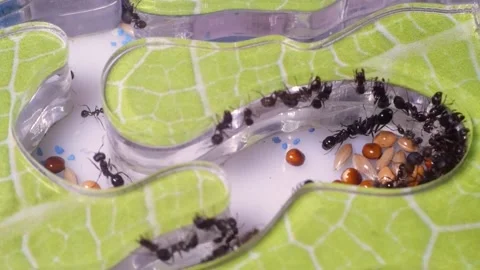 Ants in an artificial anthill. Stock Footage 141523200