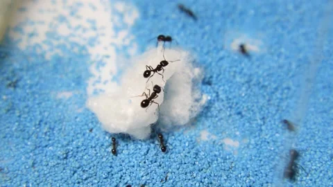 Ants in an artificial anthill. Stock Footage 141523208