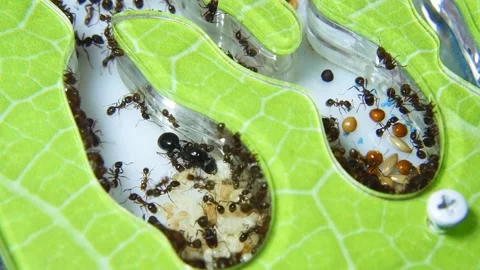 Ants in an artificial anthill. Stock Footage 141523226