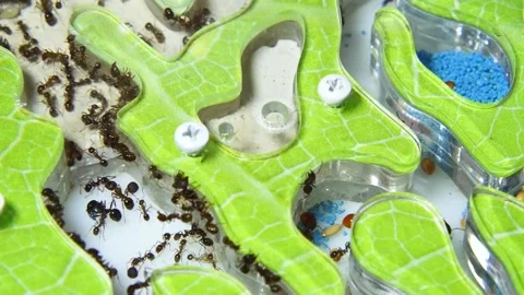 Ants in an artificial anthill. Stock Footage 141523228