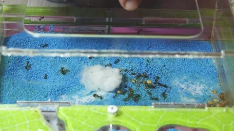 Ants in an artificial anthill. Stock Footage 141523243