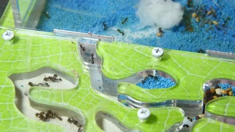 Ants in an artificial anthill. Stock Footage 141523244
